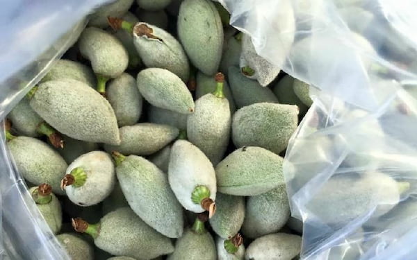 خرید بادام درختی پوست دار + قیمت فروش استثنایی